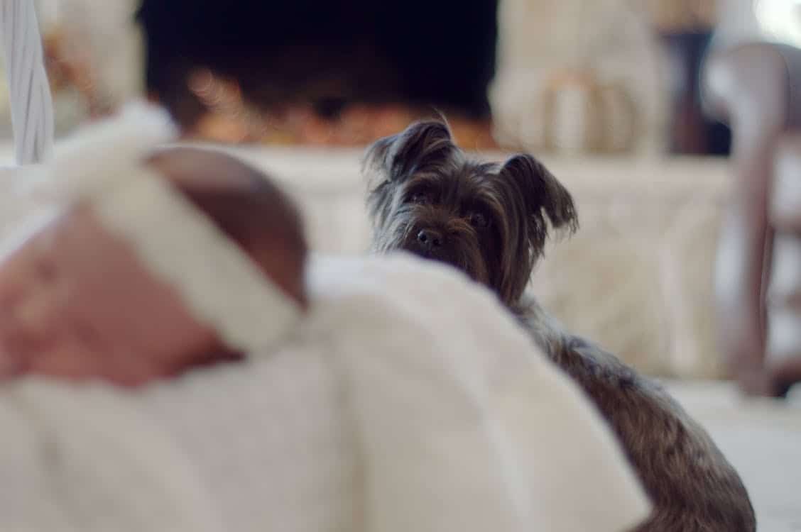 Dog and Baby