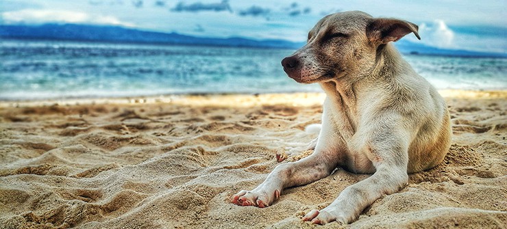 Montrose Dog Beach