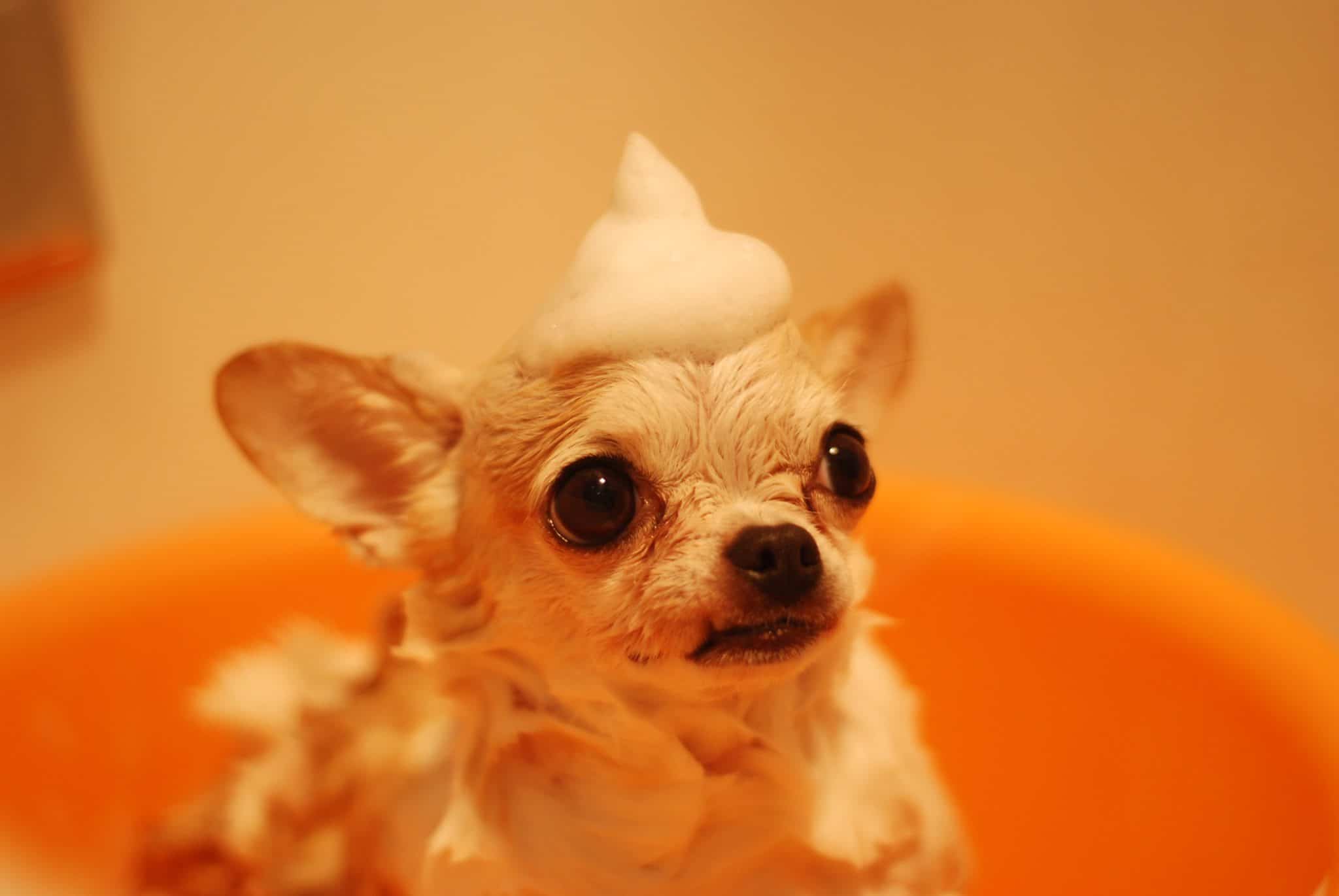 Dog Grooming