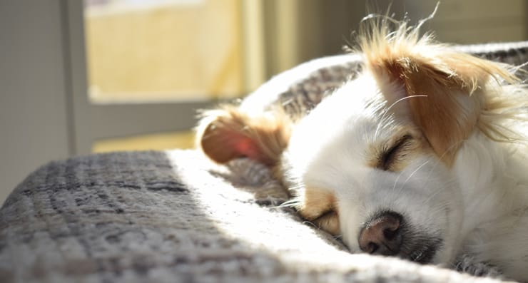 Sleeping Dog