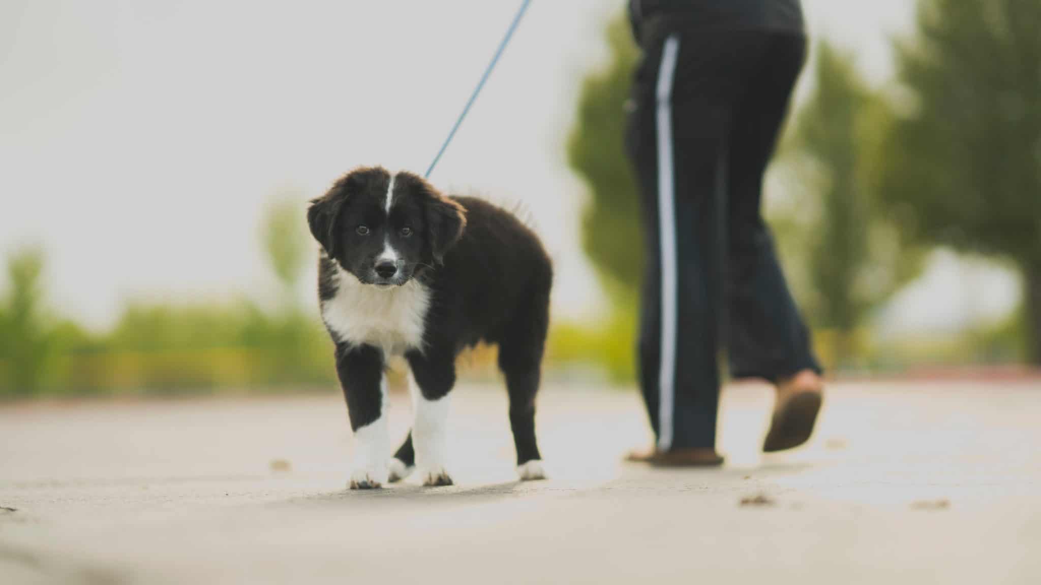 DogWalk