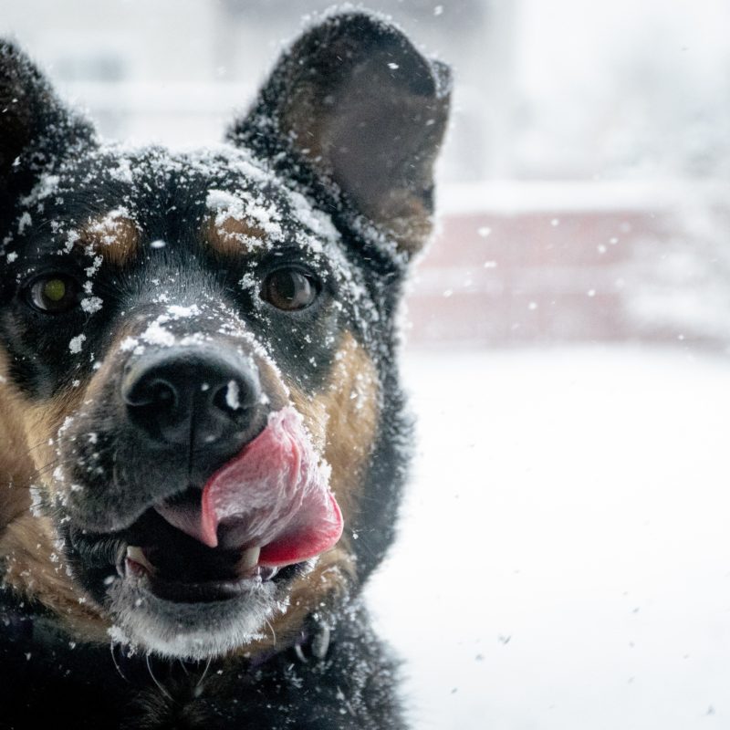Winter Dog