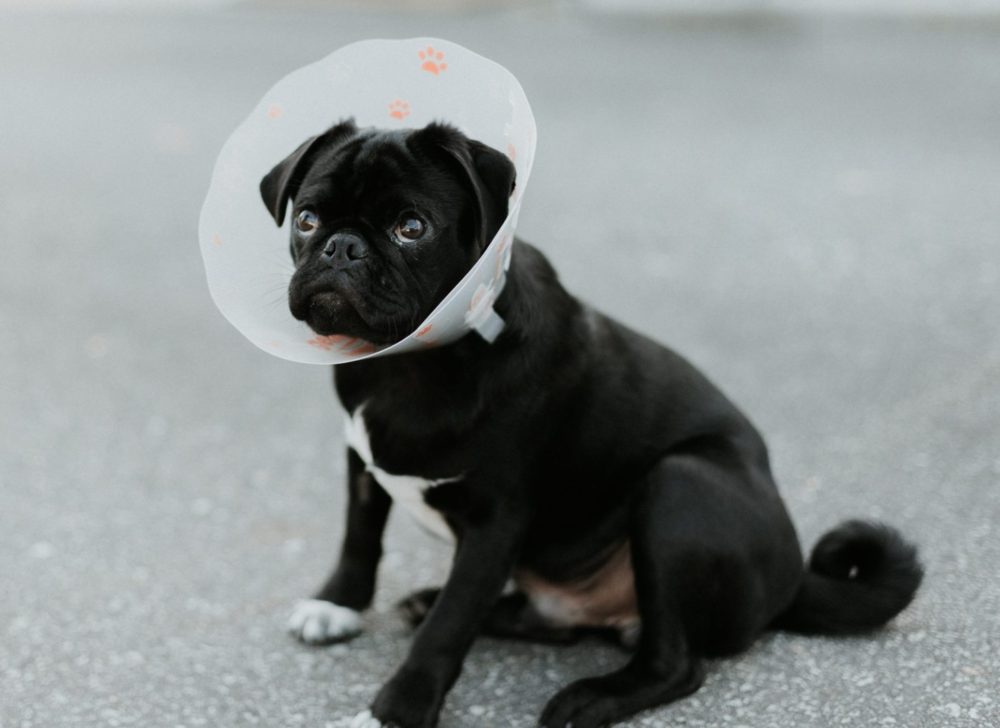 Dog in Cone