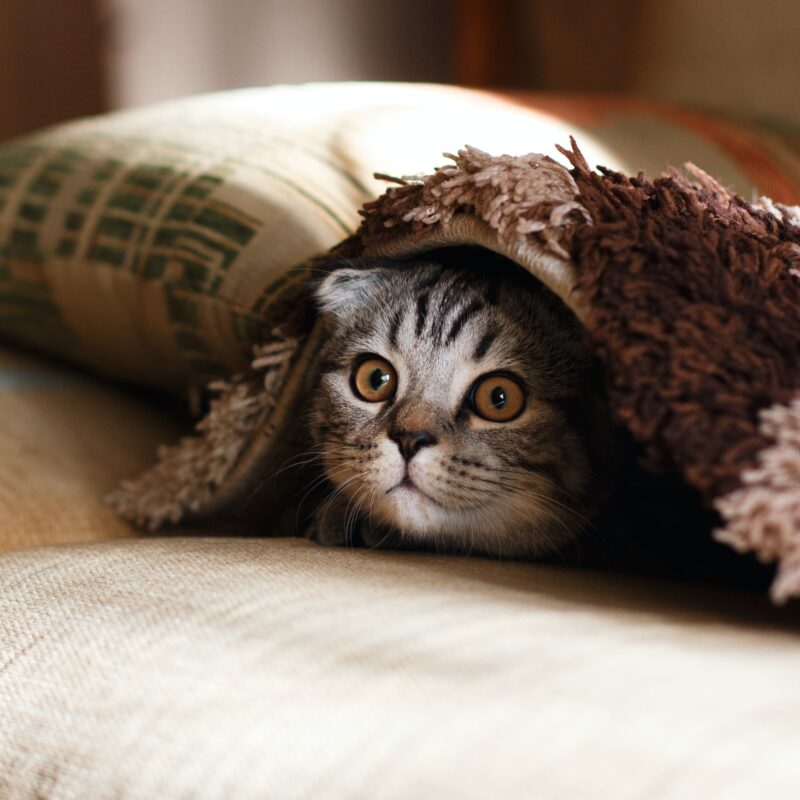 cat separation anxiety