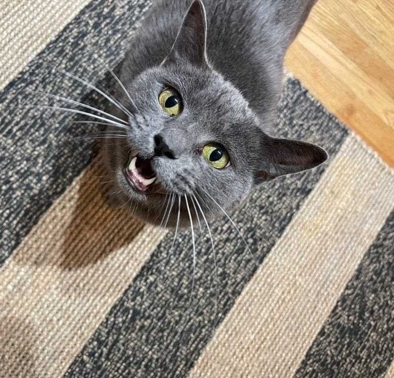 Cat Sitters Chicago