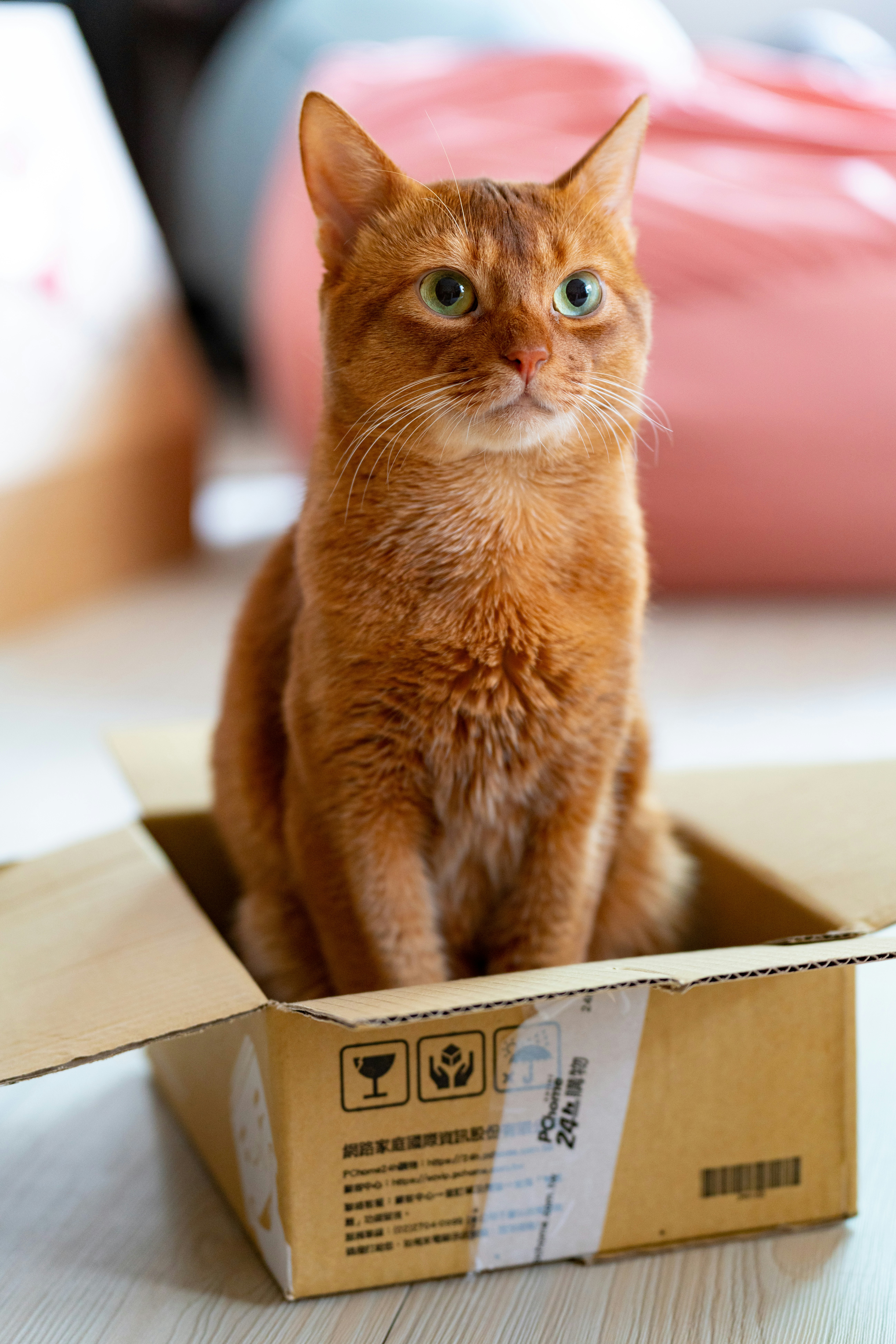 A cat sitting in a cardboard box