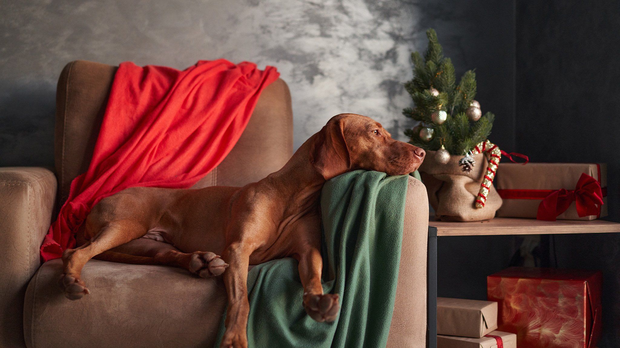 beautiful brown dog with head on arm of chair in holiday setting