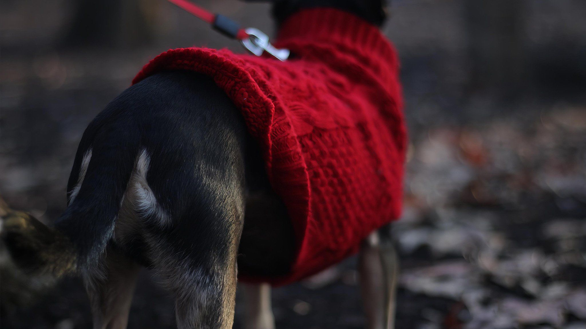 dog in jacket outside