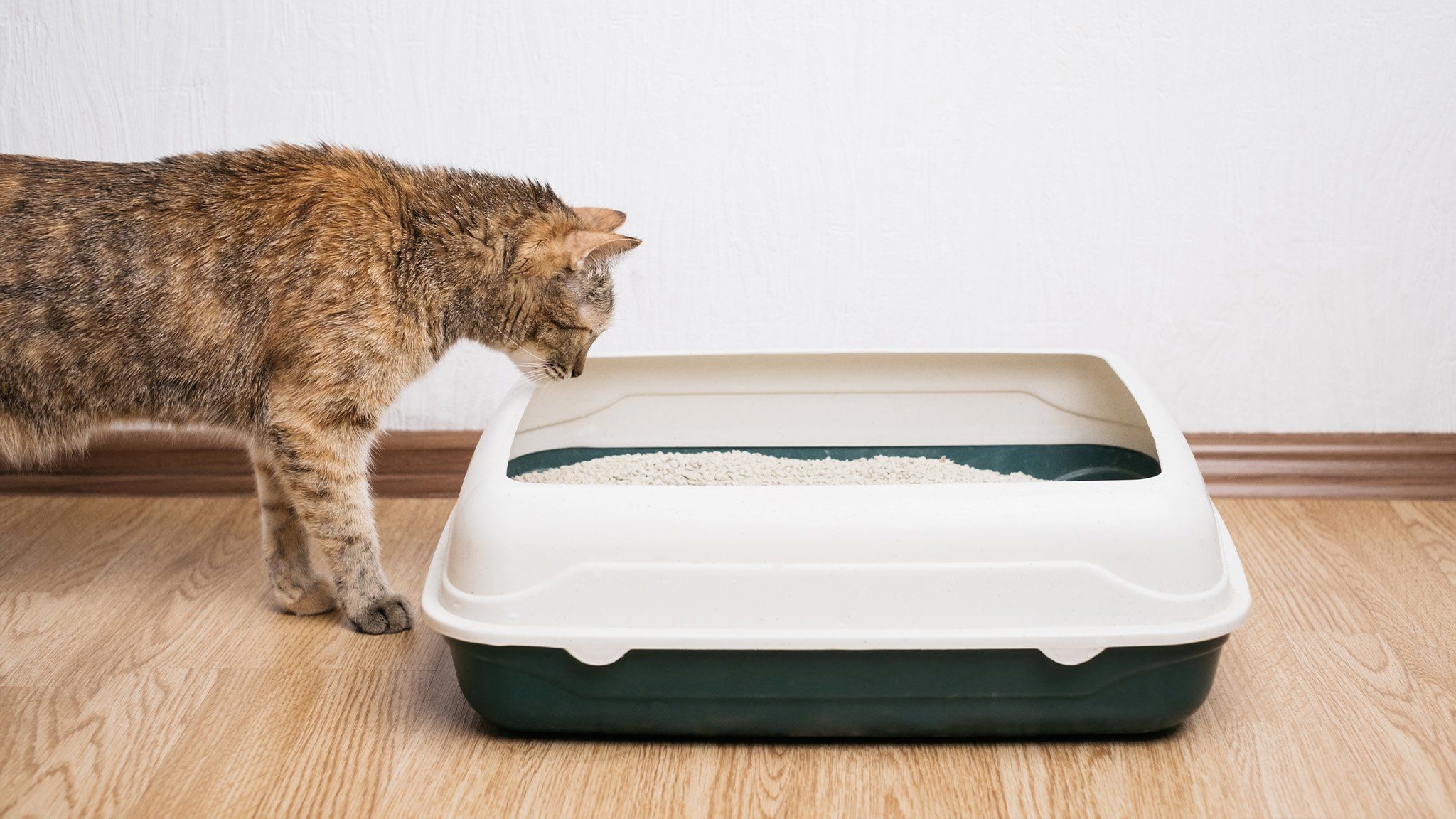 spotted cat peeking into litter box