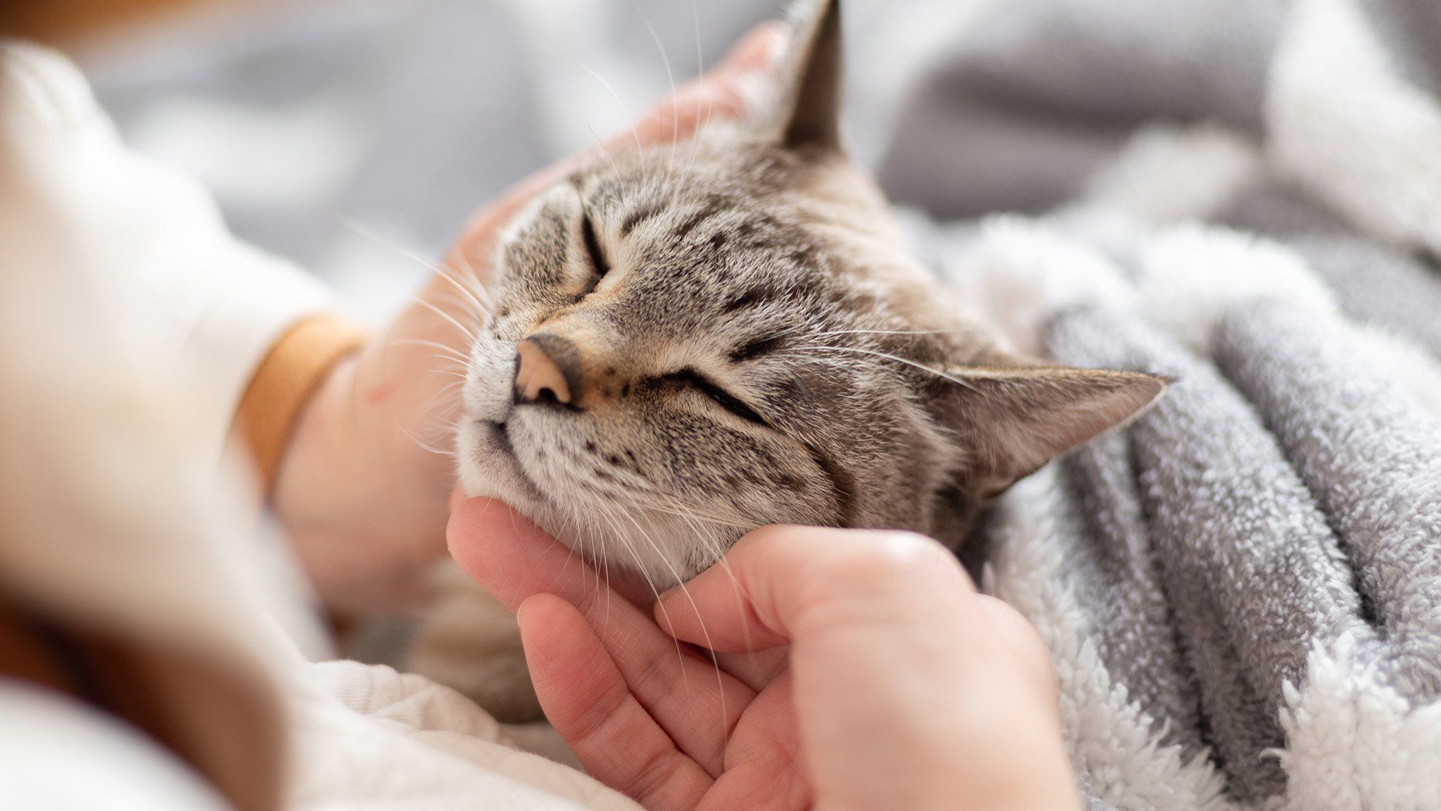 cute cuddly cat getting chin rubs from owner