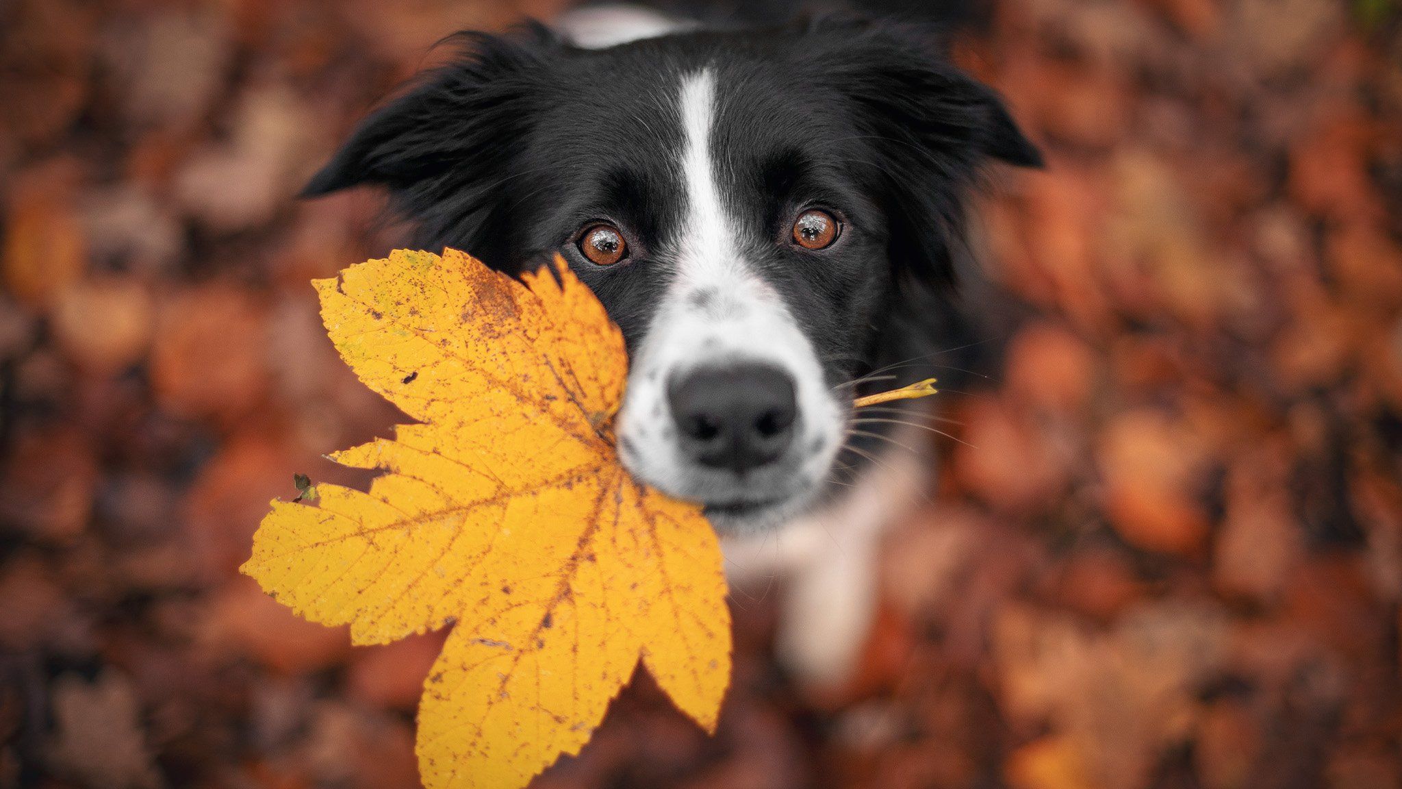 cute dog with yellow leaf in mouth staring up