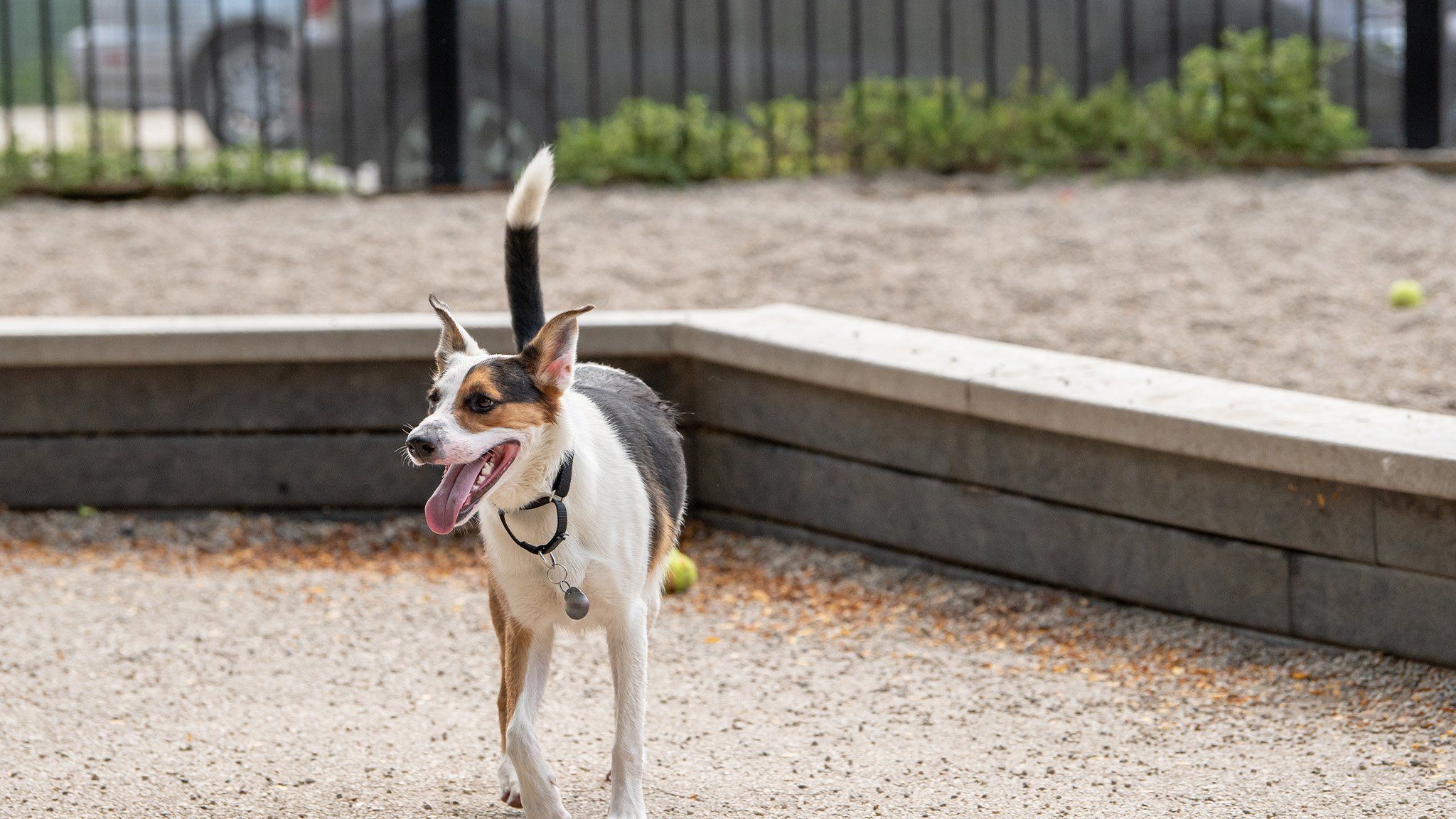 happy dog on walk with dog walking service