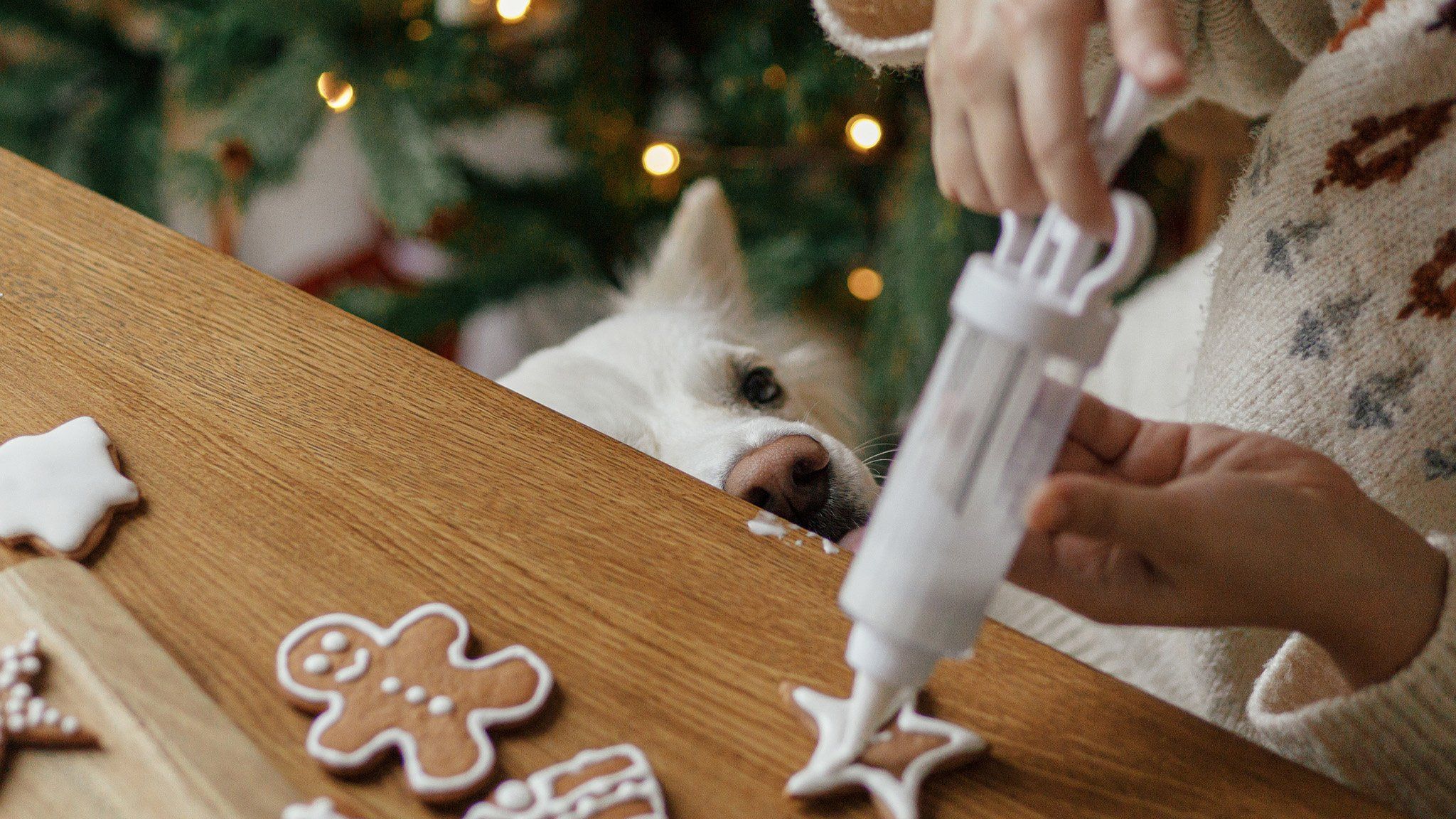 dog sniffing holiday cookies while icing is being applied