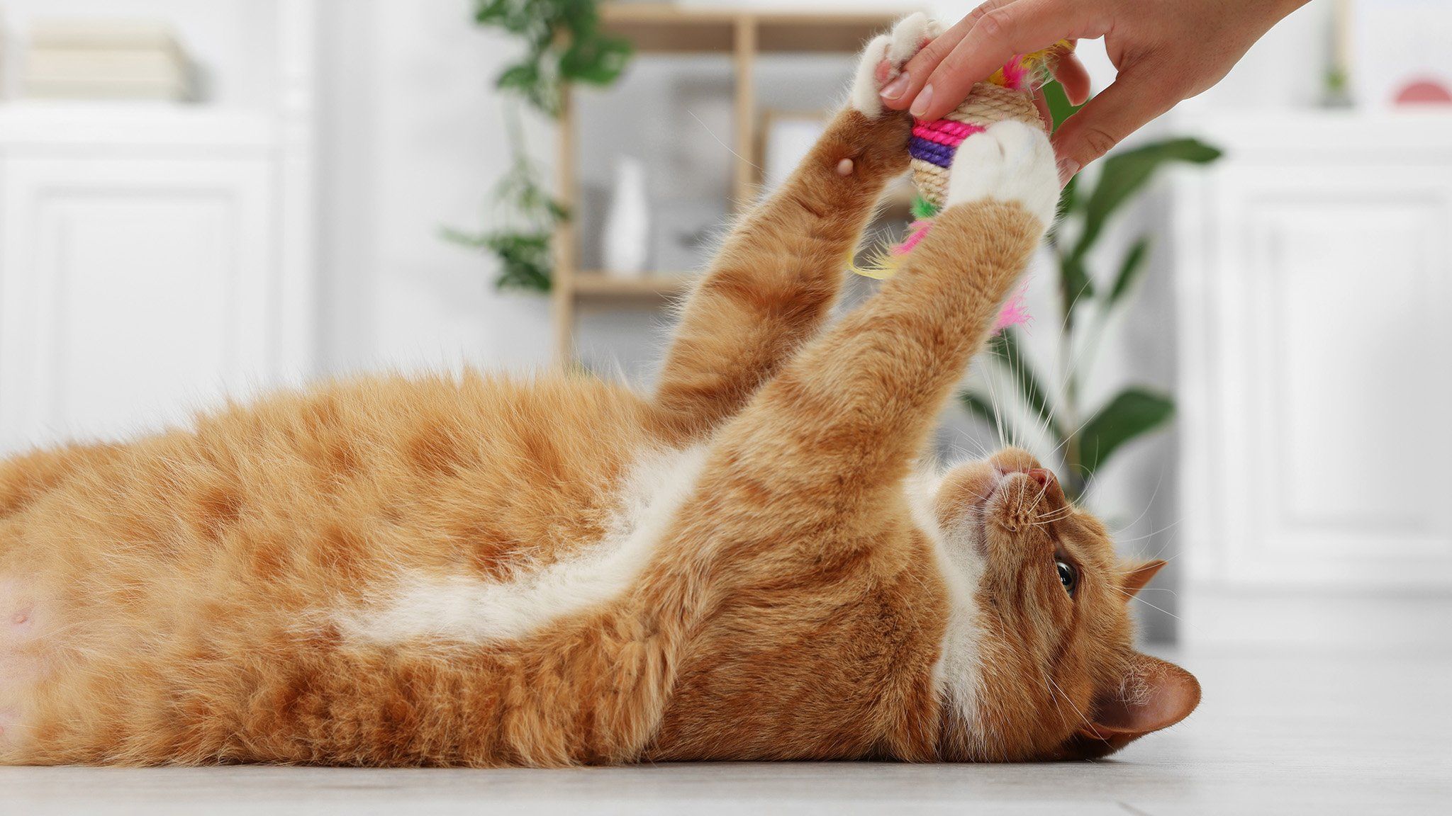 happy cat playing with toy in owners hand