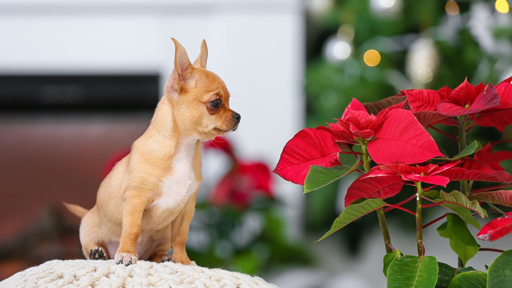 chihuahua looking at a poinsettia