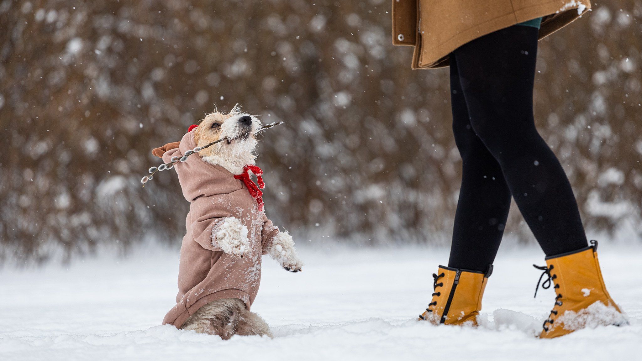 dog standing on two legs in winter in chicago