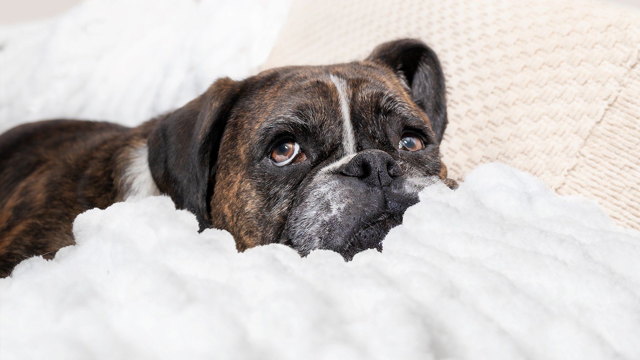 anxious dog waiting for pet sitter