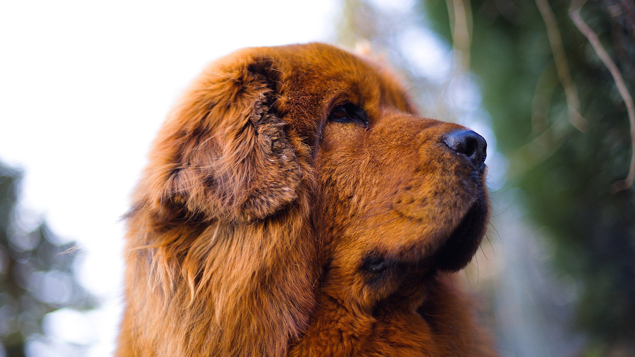 beautiful big dog in spring