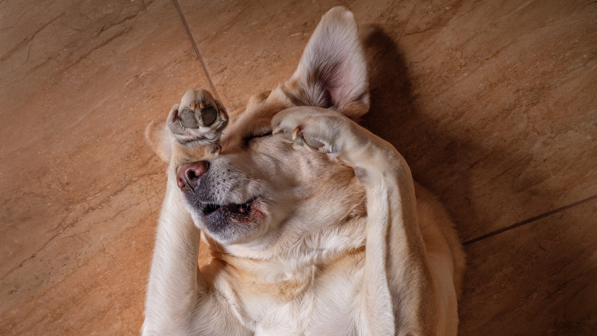 cute dog rubbing eyes from allergies in chicago