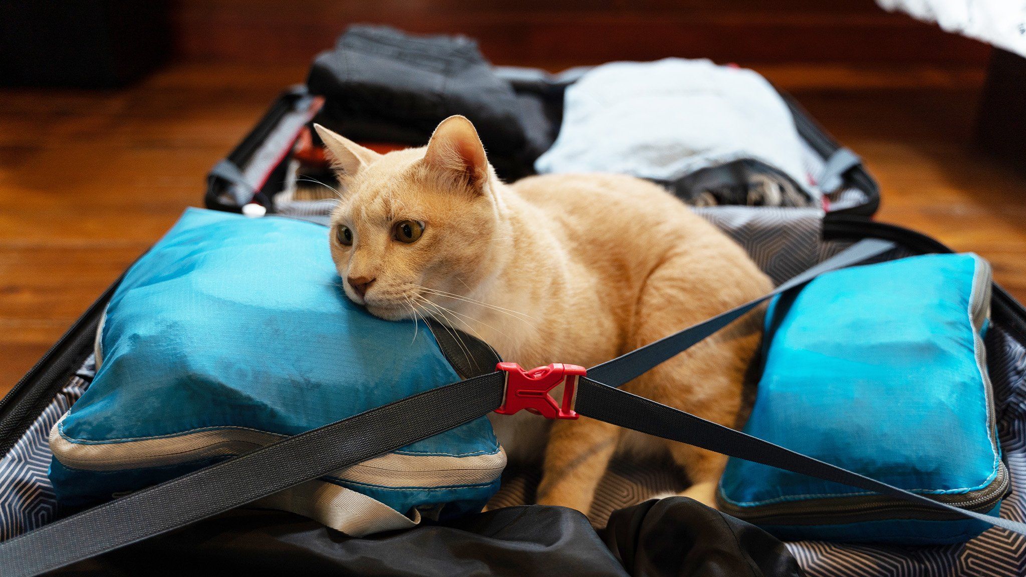 orange cat laying in packed suitcase