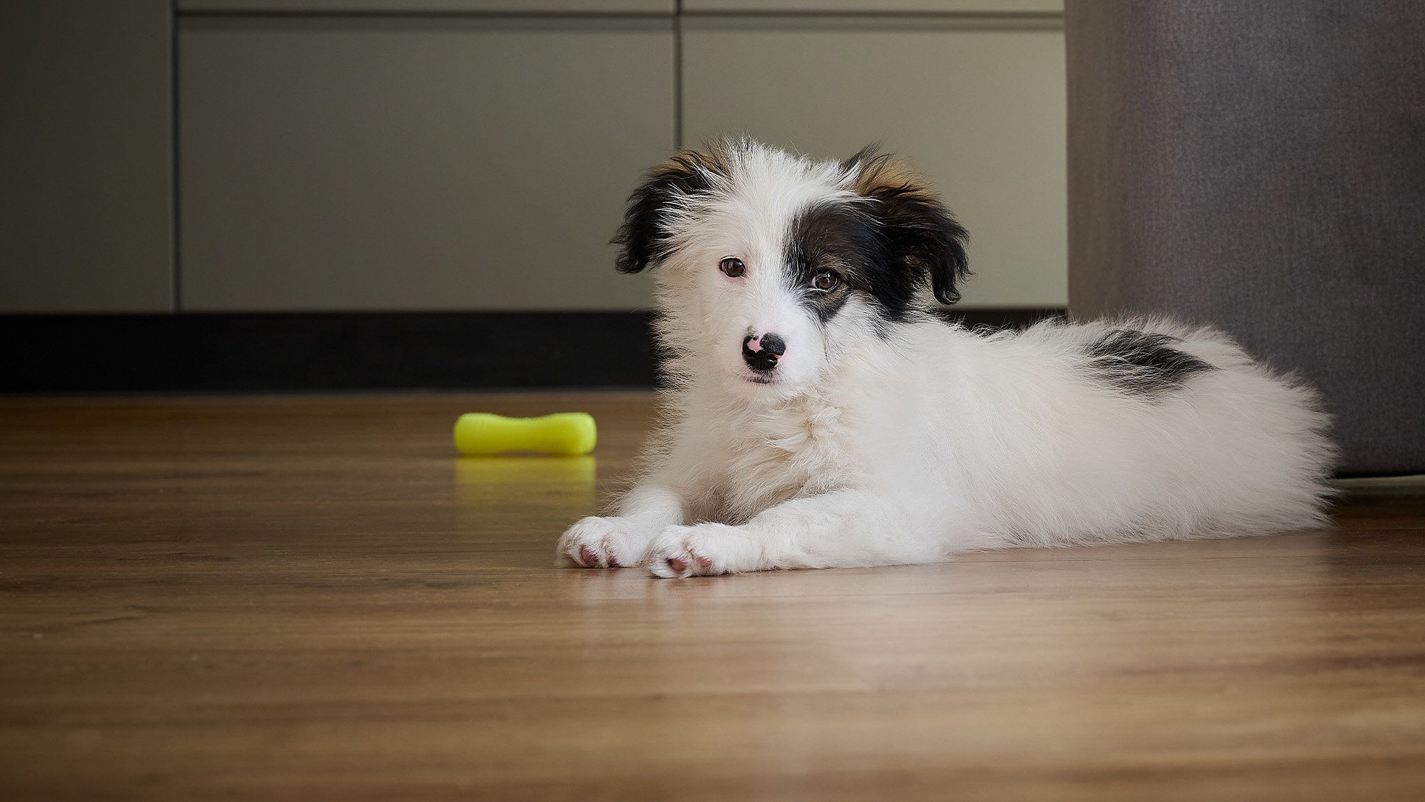 cute dog waiting for owners to get home