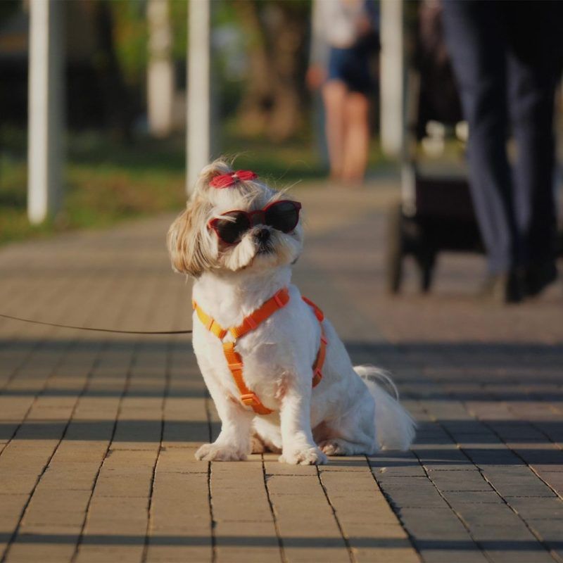 shih tzu on walk wearing sunglasses