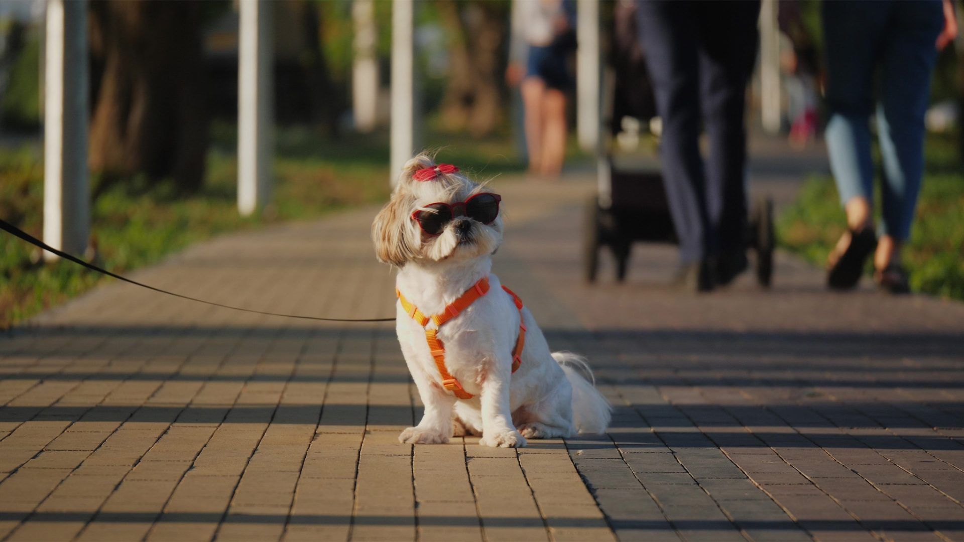shih tzu on walk wearing sunglasses