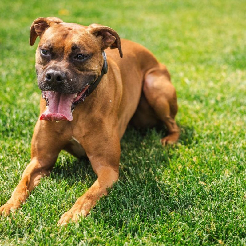 cute dog panting in grass in chicago summer heat