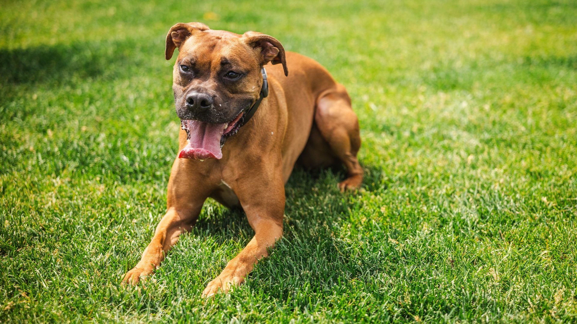 cute dog panting in grass in chicago summer heat