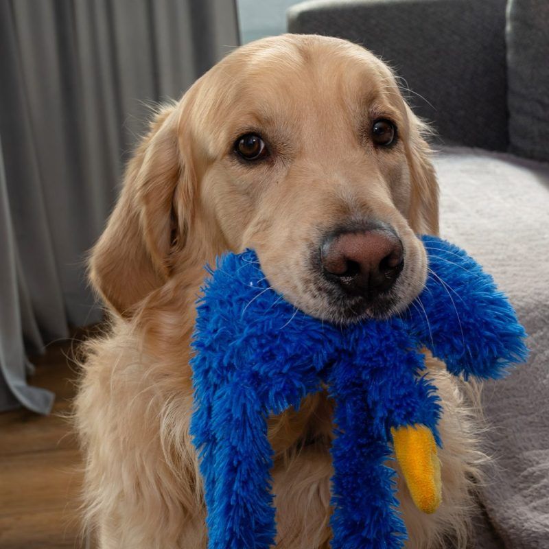 golden retriever with plushie in mouth in apartment