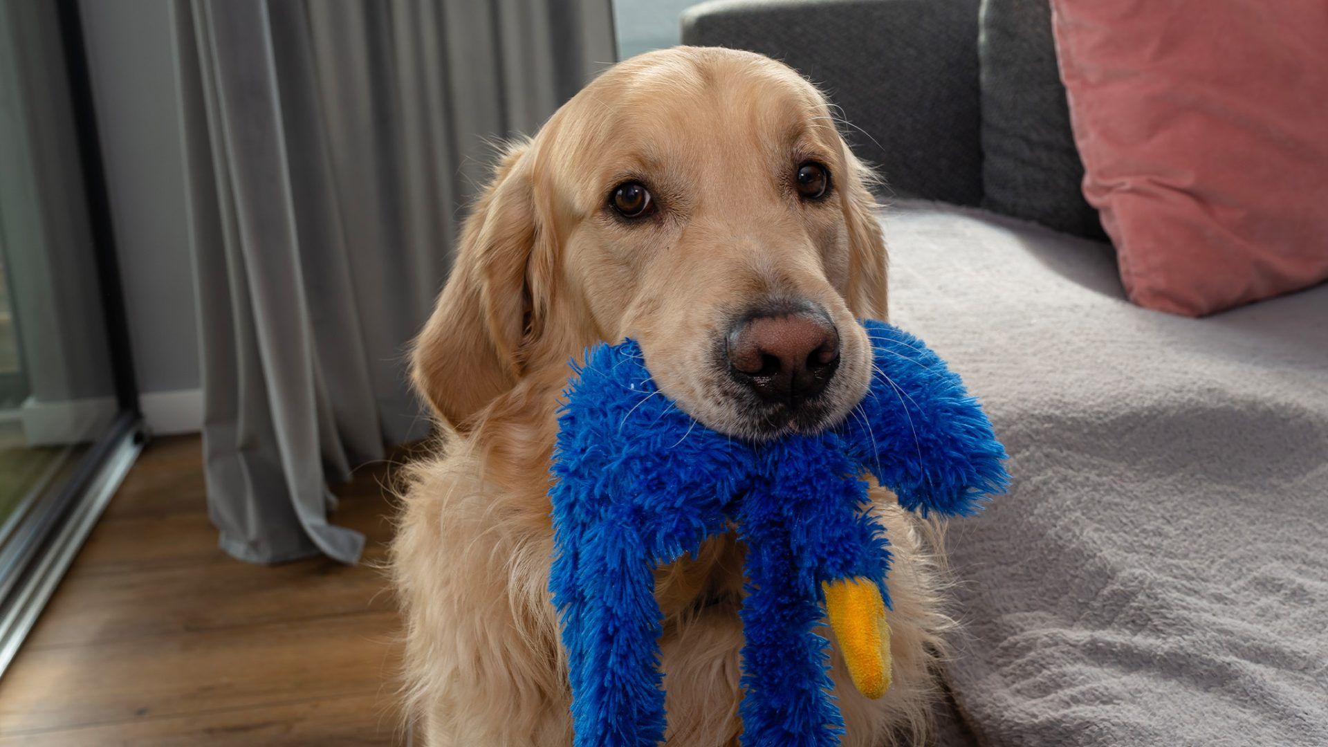 golden retriever with plushie in mouth in apartment