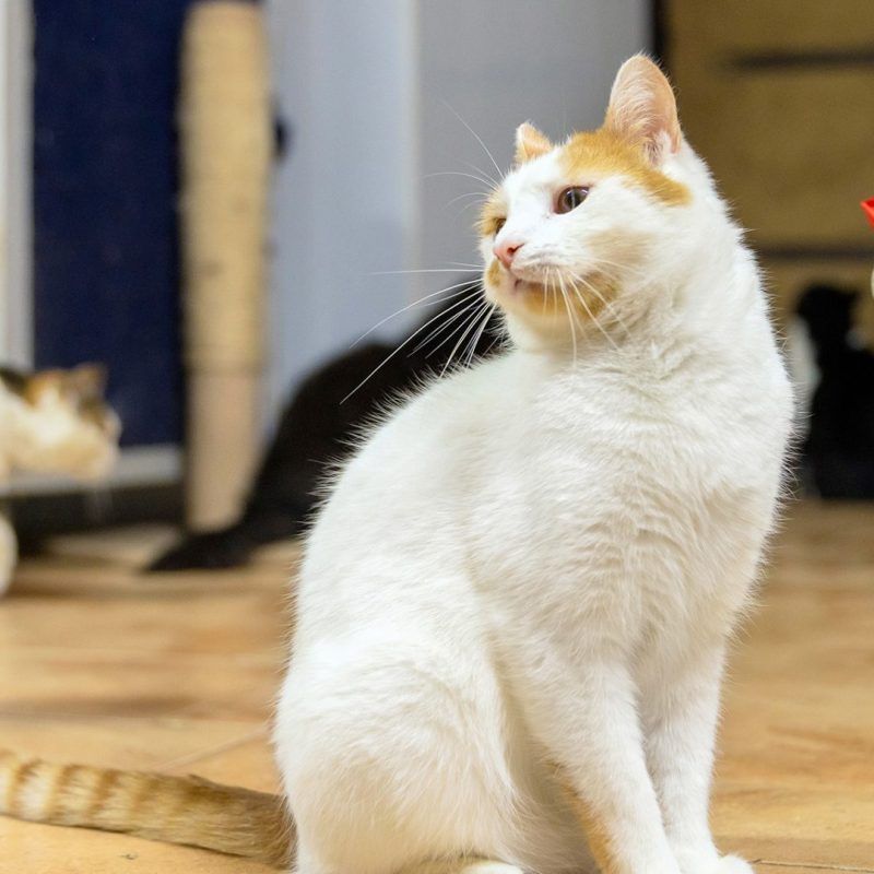 cats playing with toy together
