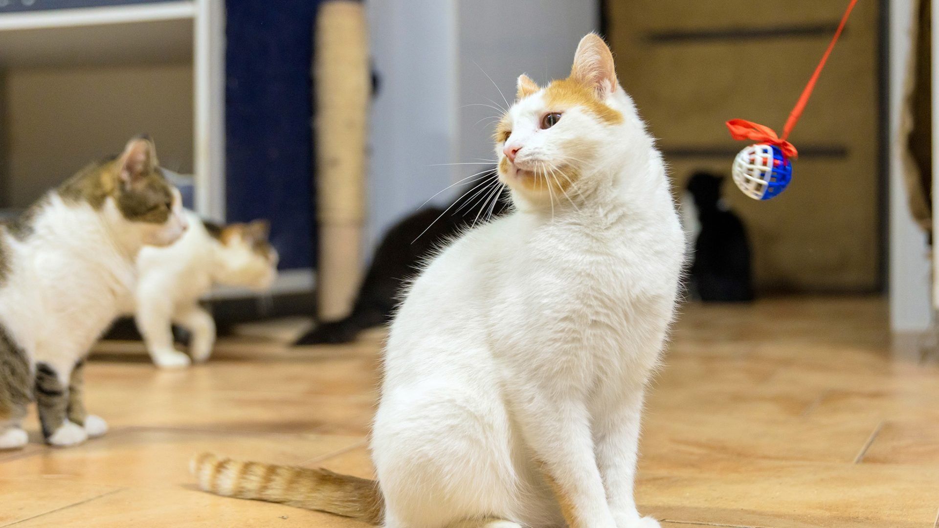 cats playing with toy together