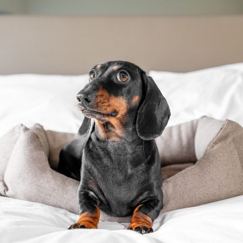 cute black dog on bed