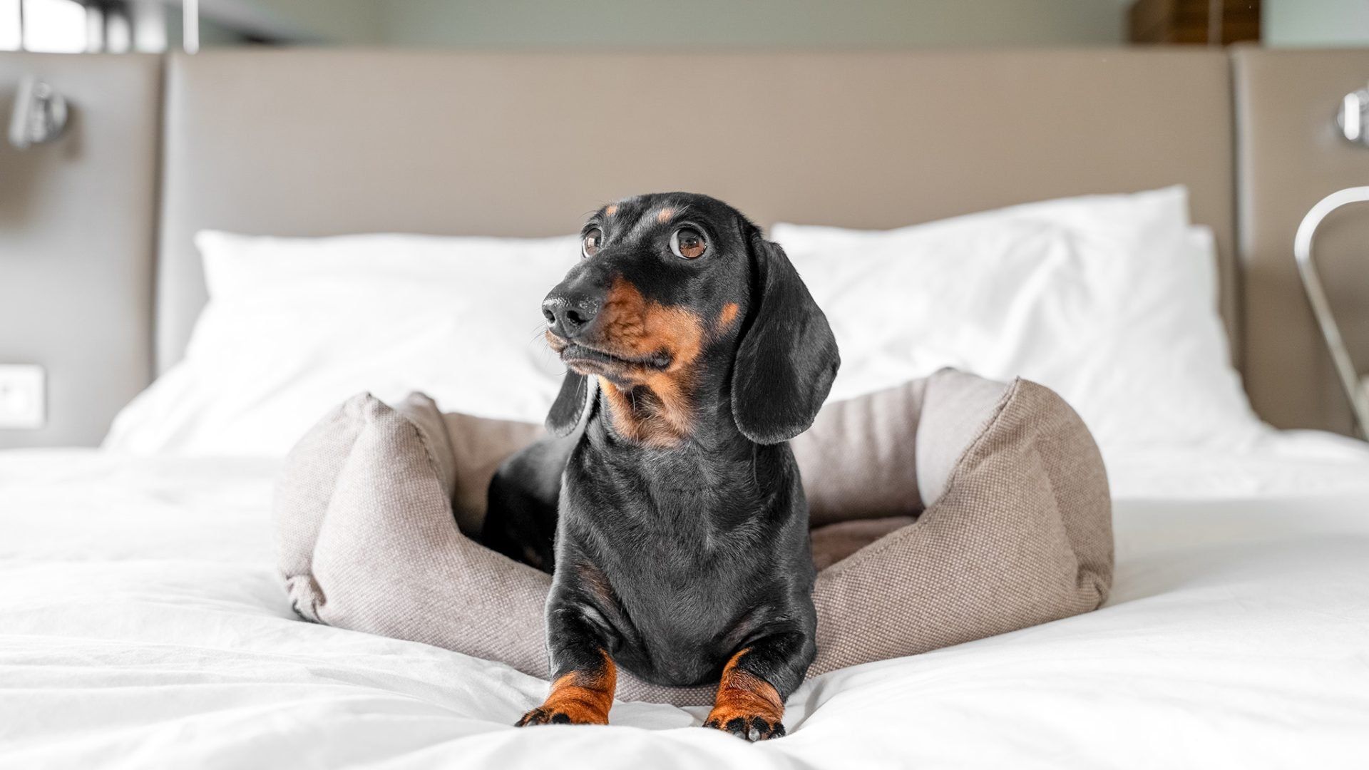 cute black dog on bed