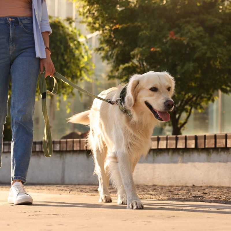golden retriever walking with dog walker in chicago