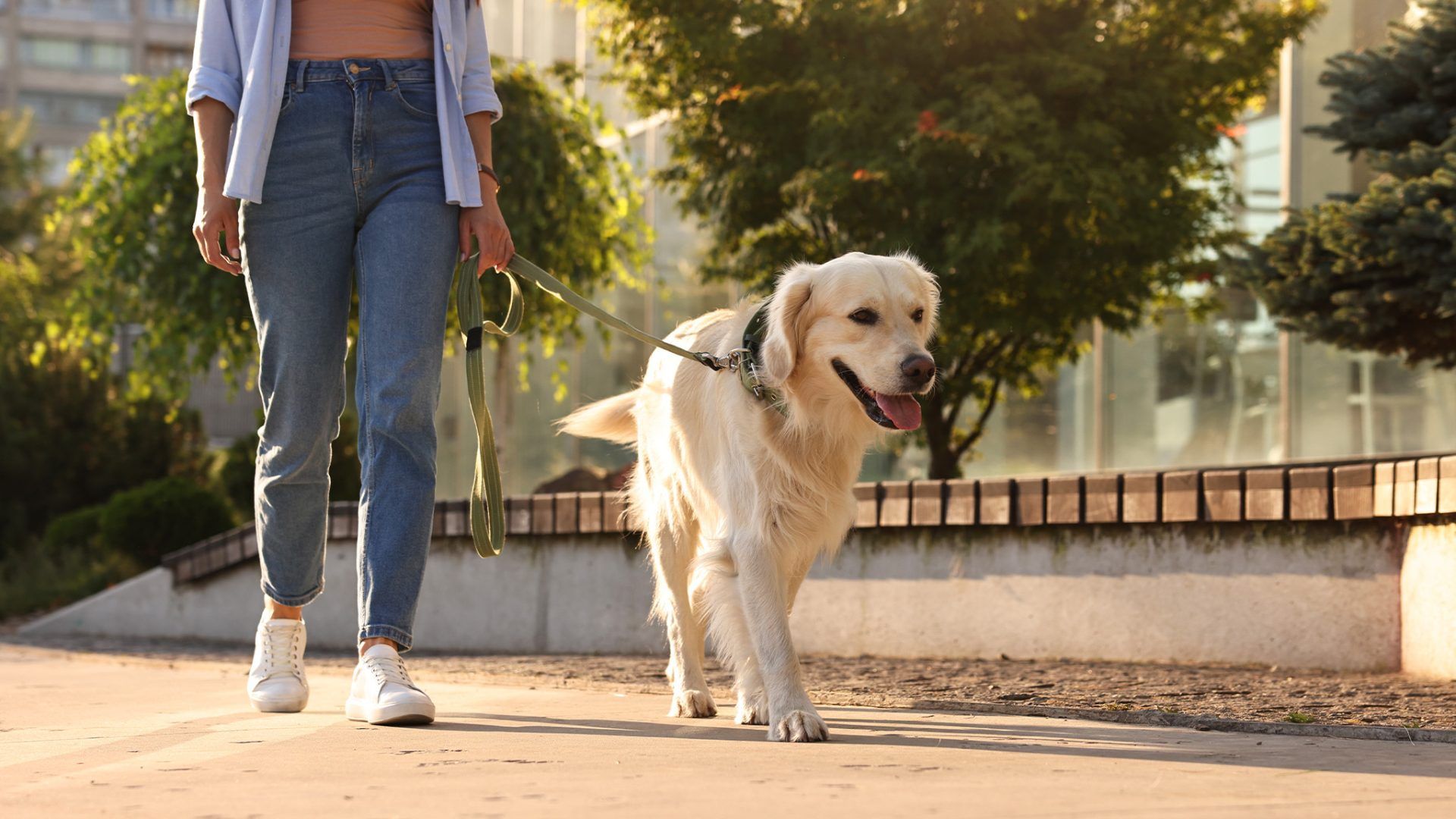 golden retriever walking with dog walker in chicago