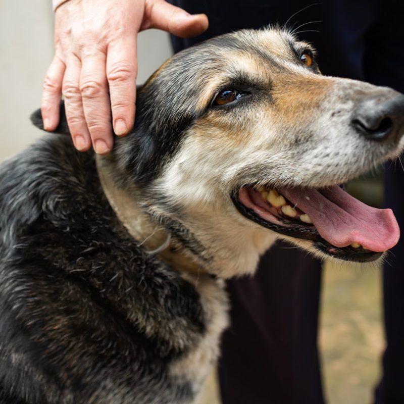 cute senior dog with owner