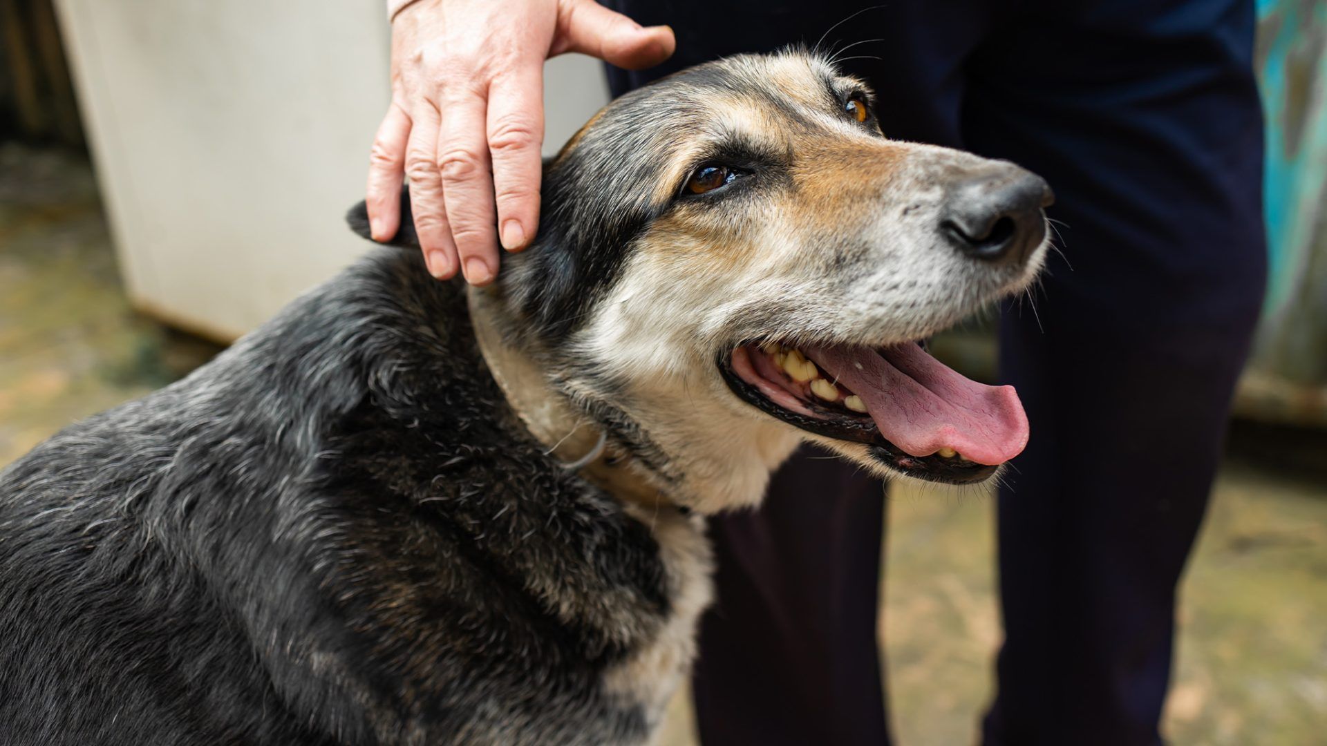 cute senior dog with owner
