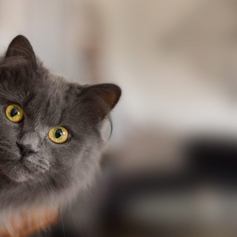 grey cat peeking around corner at owner