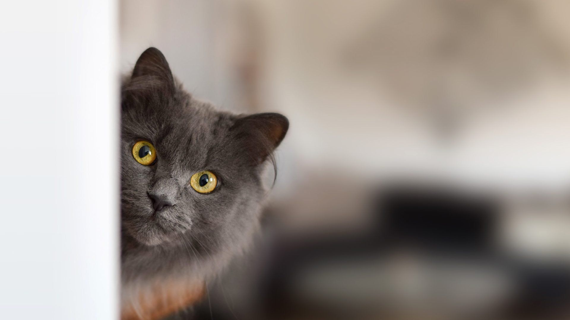grey cat peeking around corner at owner
